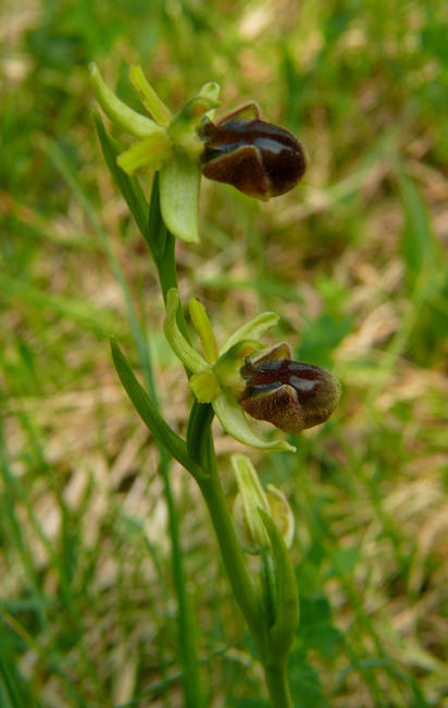 Ophrys sphegodes - variabilit